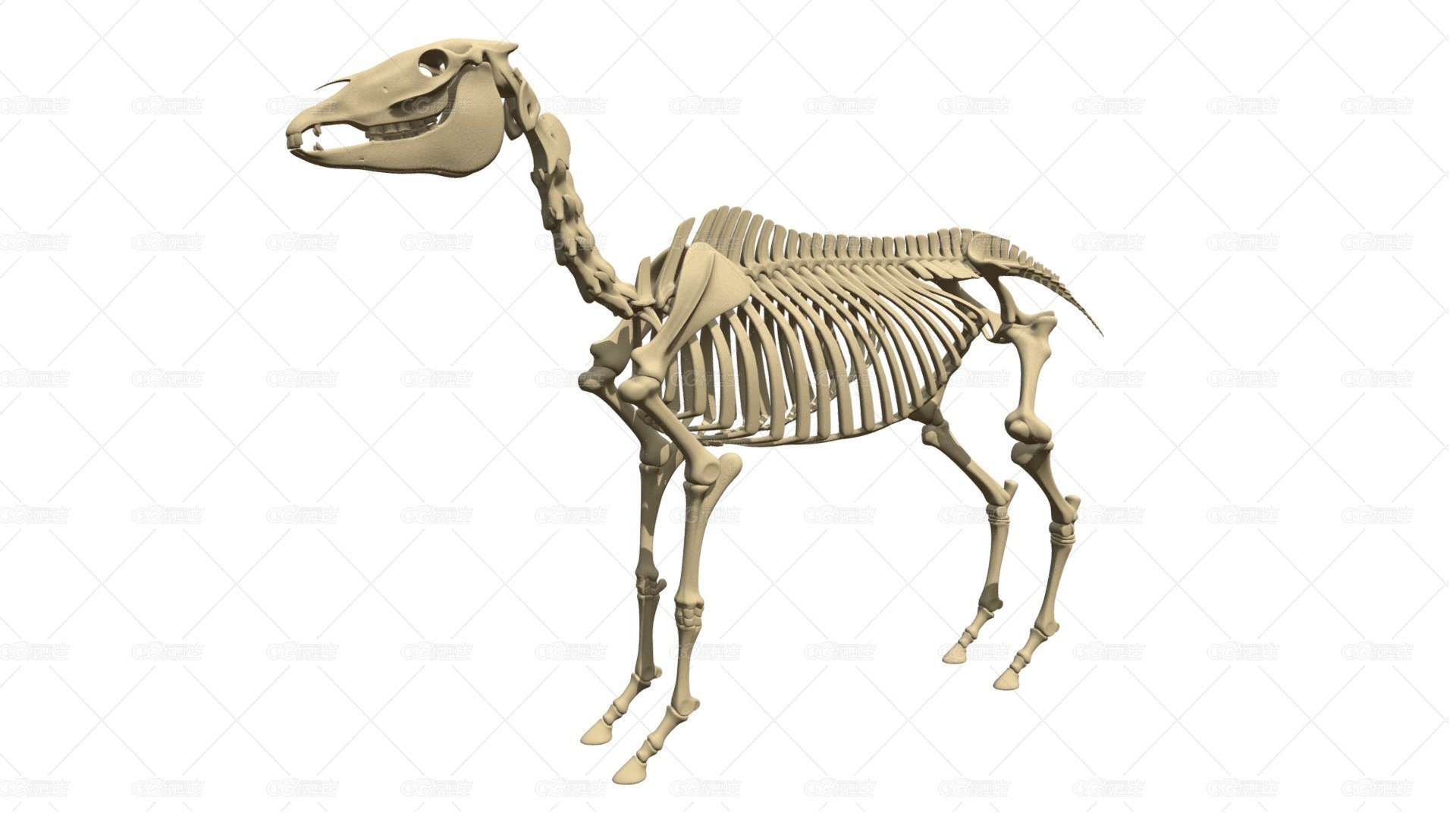 马骨架 动物骨架 马骨骼结构 博物馆动物骨骼-1