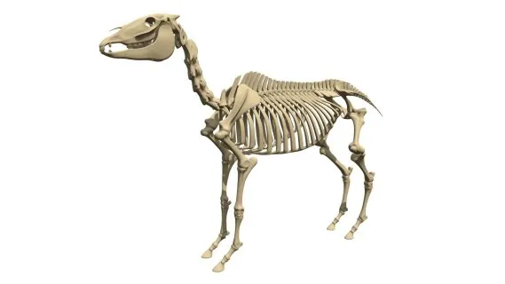 马骨架 动物骨架 马骨骼结构 博物馆动物骨骼