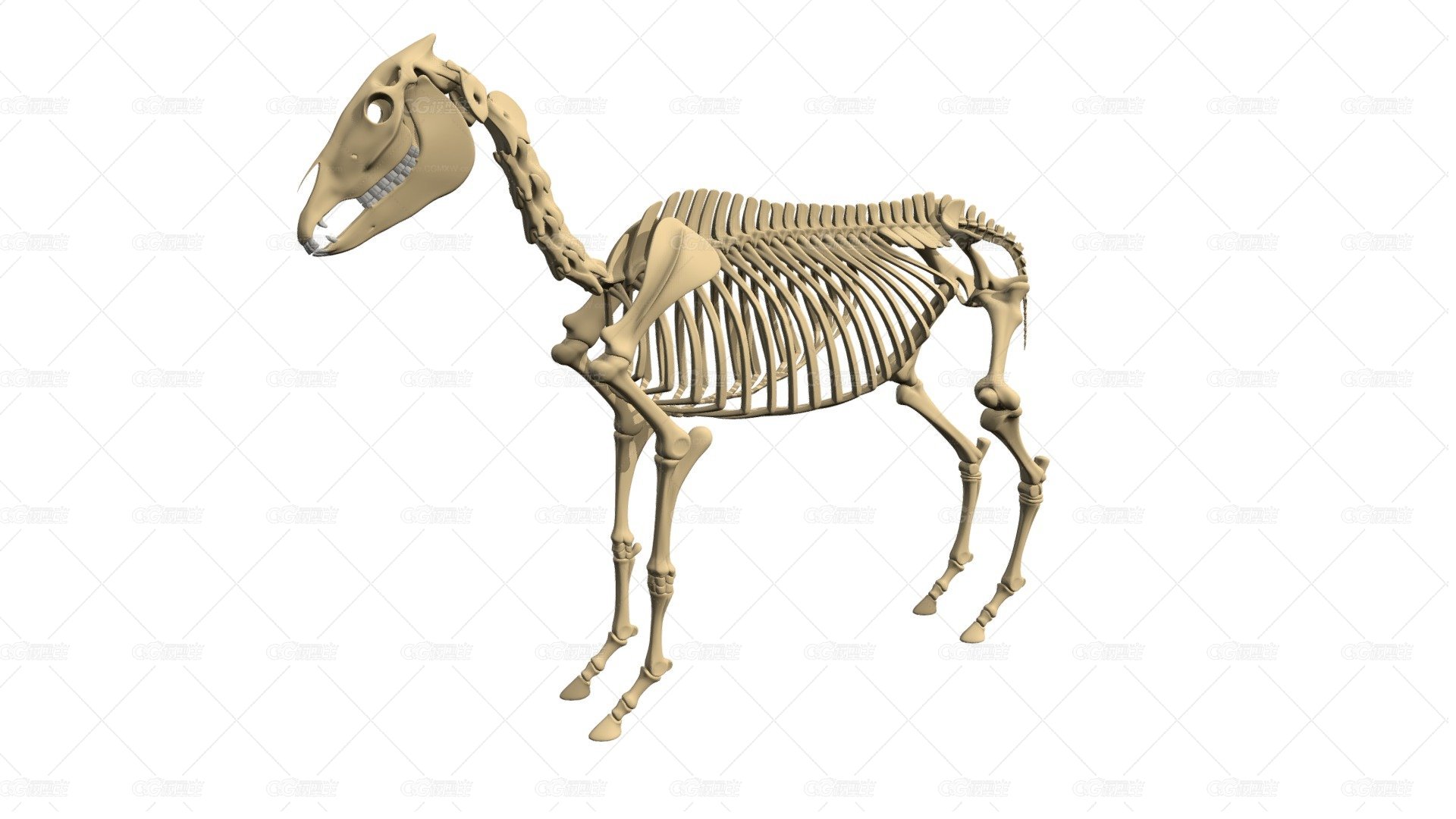 驴骨架 动物骨架 驴骨骼结构 博物馆动物骨骼-1