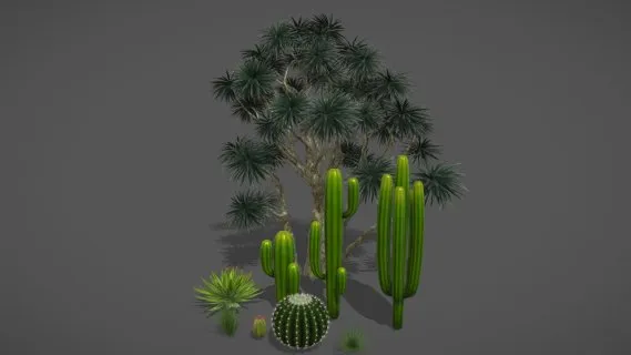 沙漠植物