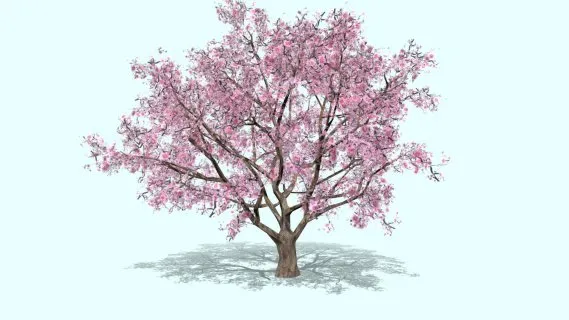 树 花树 樱花树 桃花树 园林景观树