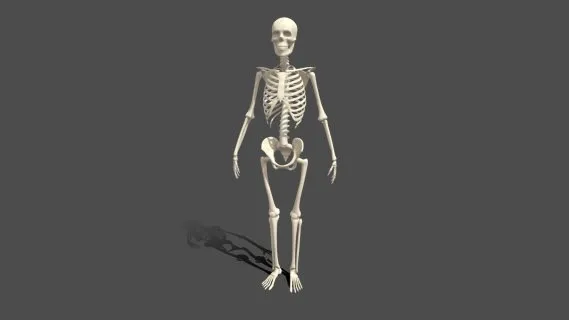 骨骼 写实 3D模型素材