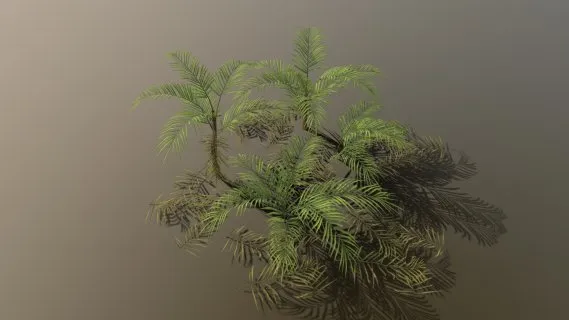 棕榈 树