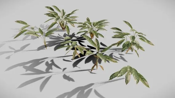 植物 叶子 果实 树干 植物特写