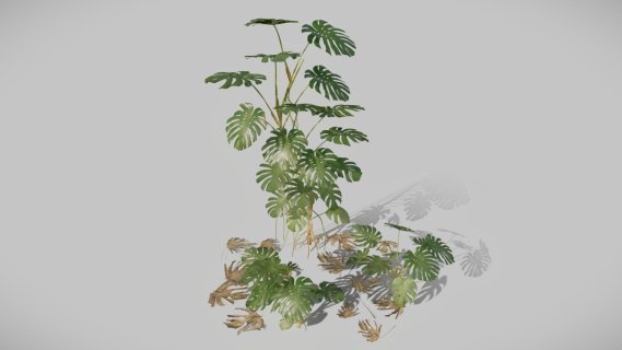 龟背竹 景观树 绿色植物 绿植 花卉