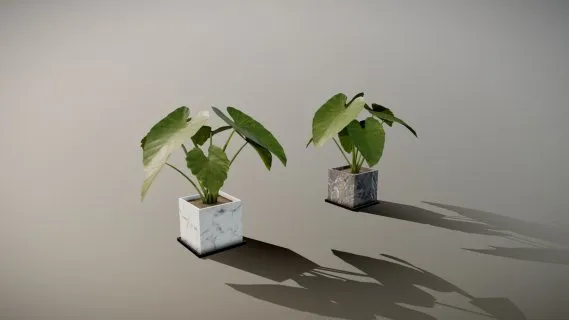 大象耳朵 植物花草 场景元素