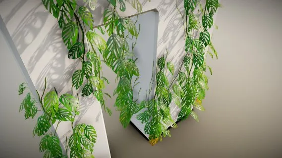 植物 叶子 果实 树干 植物特写
