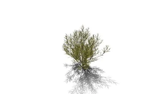 迷迭香树 常绿灌木 绿叶树 天然香料植物 海洋之露 艾菊