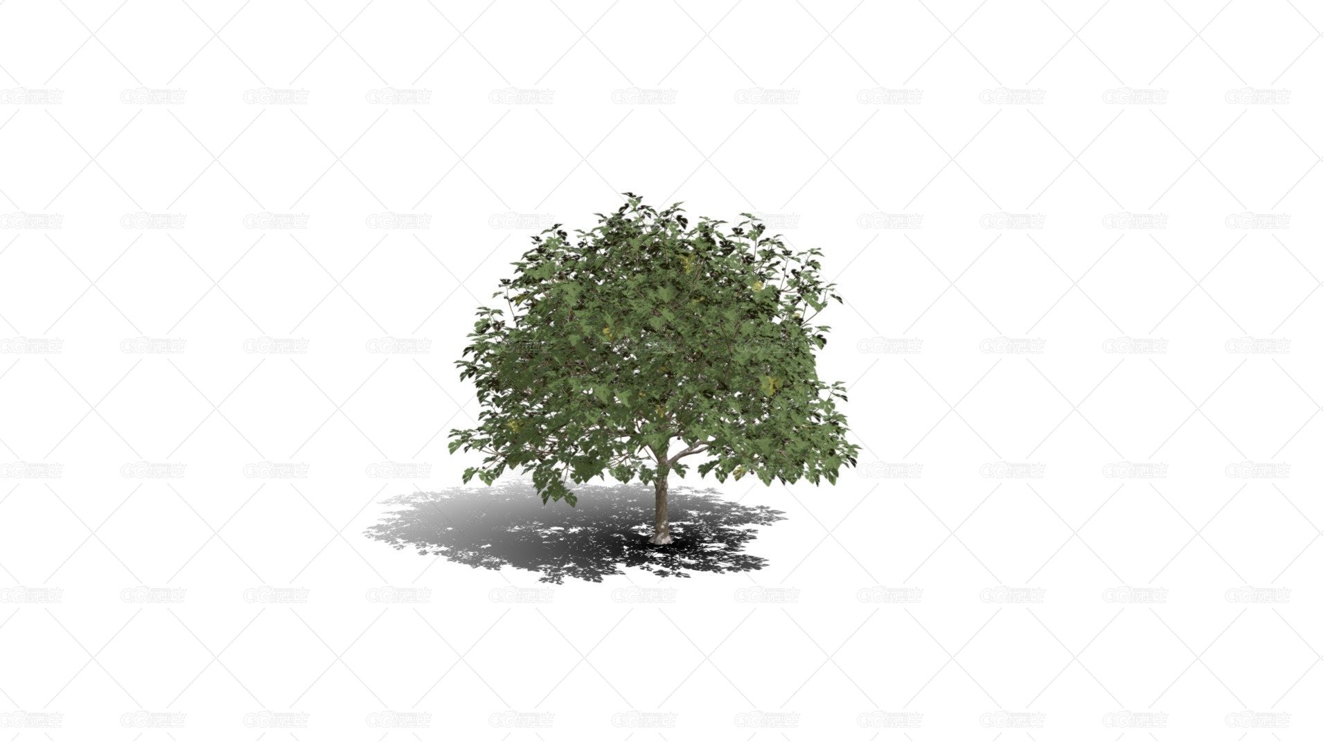 绿叶树 大叶树 植物花草 树木 无花果树苗 场景树木 景观树 -1