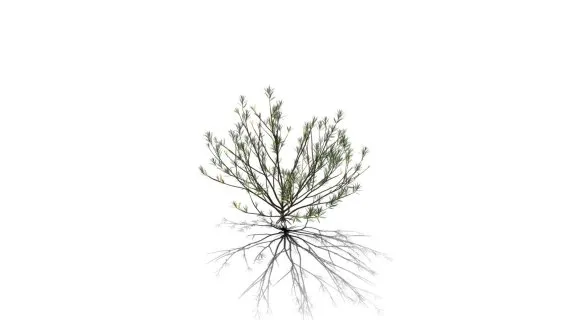 迷迭香树 常绿灌木 绿叶树 天然香料植物 海洋之露 艾菊