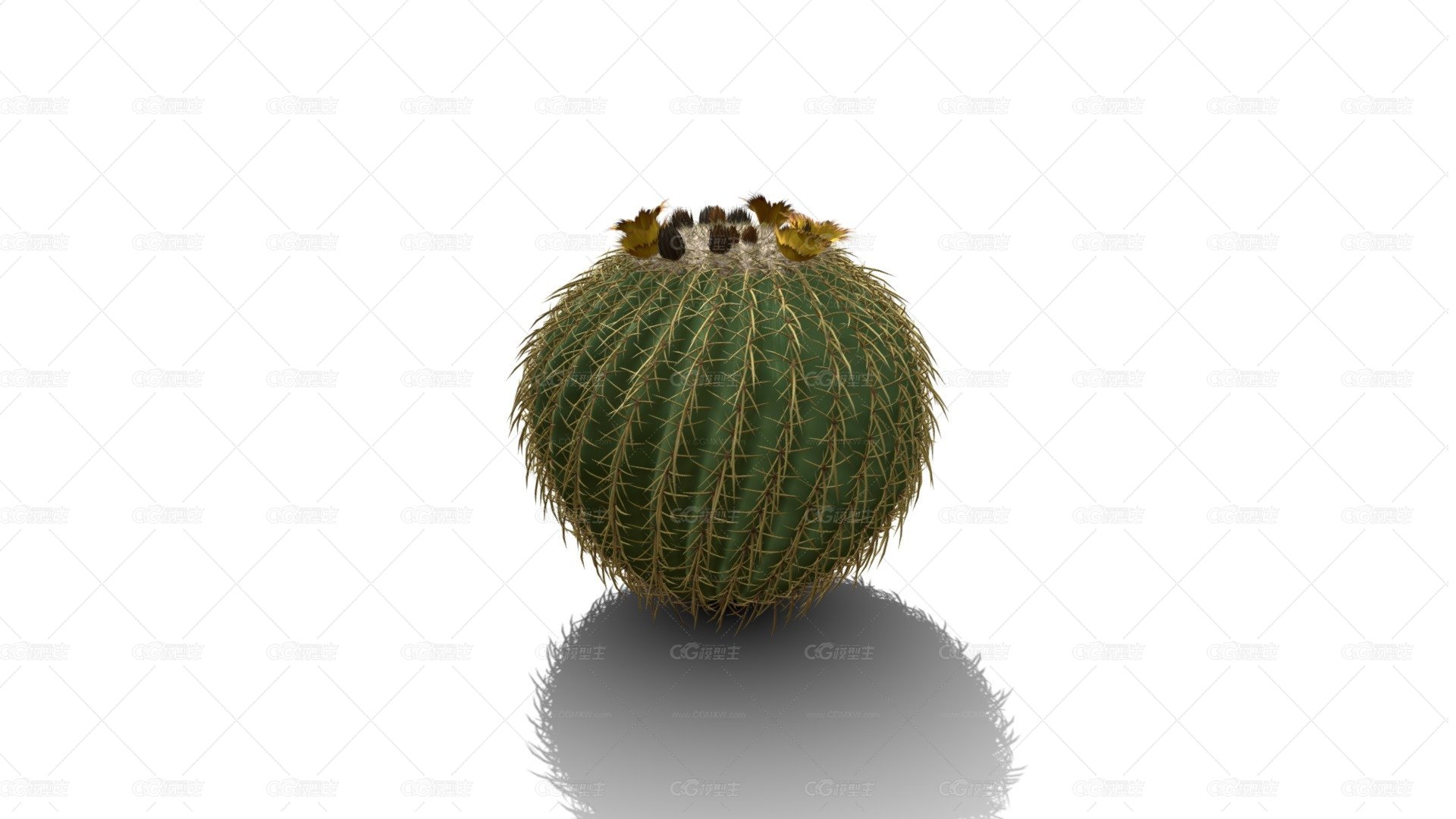 金桶仙人掌 仙人球 多肉植物 沙漠植物 带刺植物 开花的仙人球-1