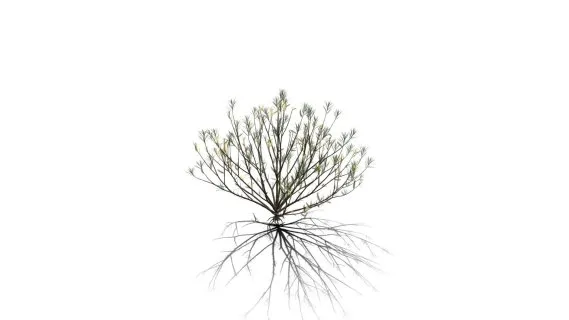 迷迭香树 常绿灌木 绿叶树 天然香料植物 海洋之露 艾菊