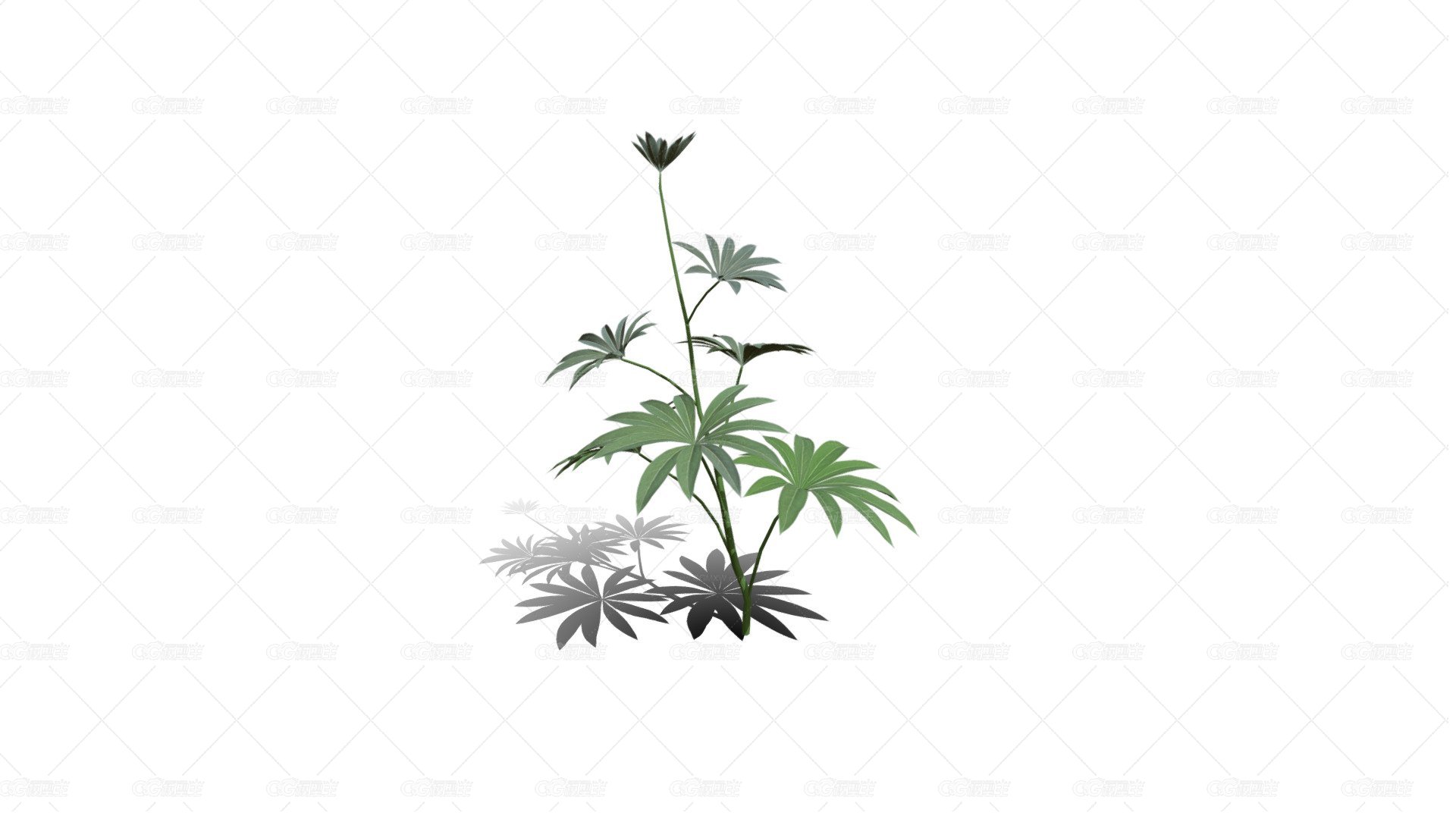 鲁冰花 羽扇豆 薰衣草 香水植物 紫花 野花 药草花 海花草-1