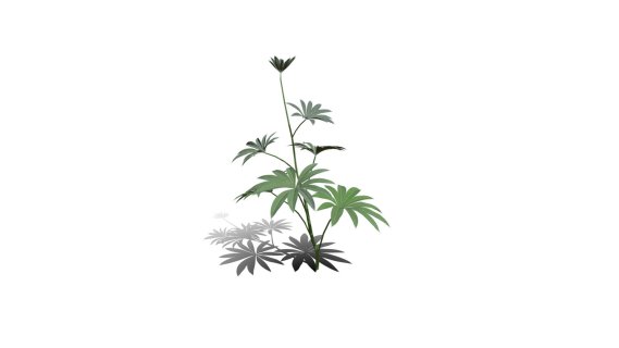 鲁冰花 羽扇豆 薰衣草 香水植物 紫花 野花 药草花 海花草