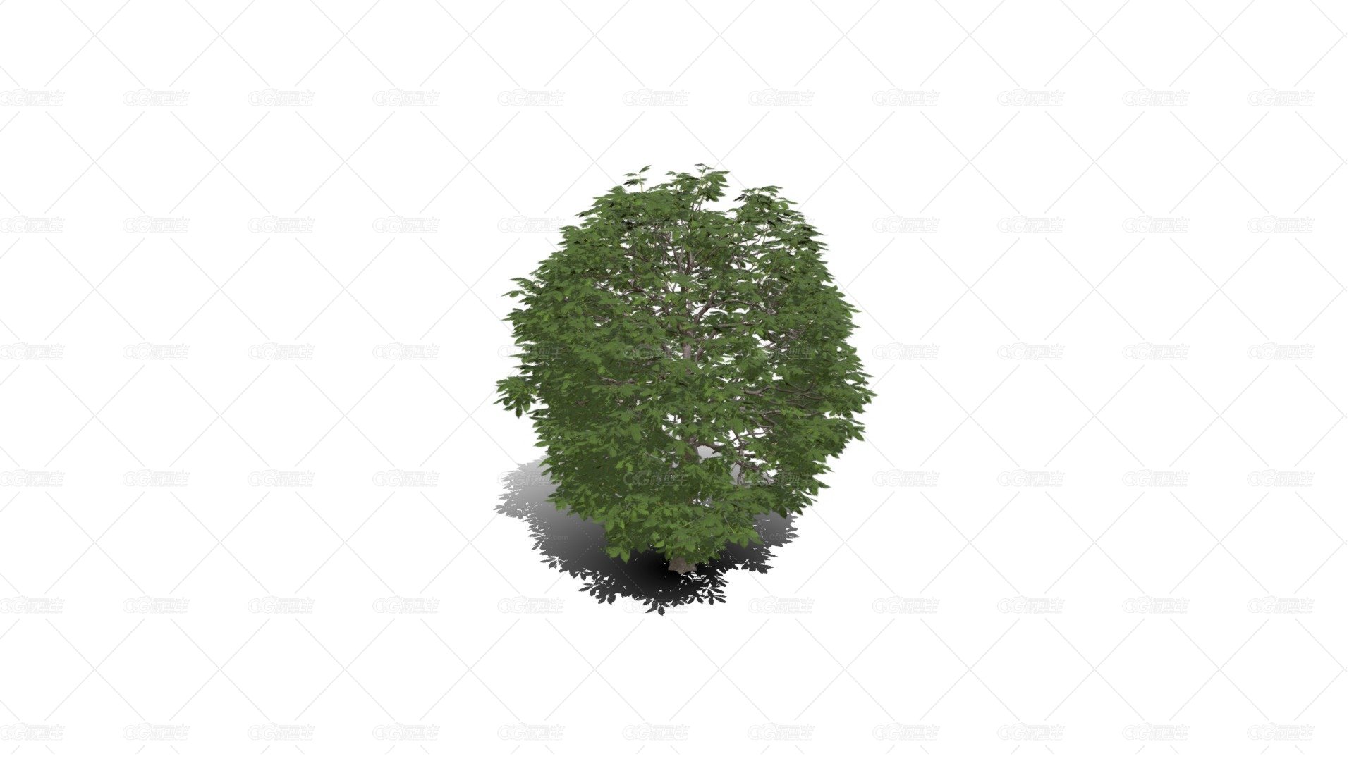 红色七叶树子 红花七叶树 落叶乔木 红花景观树 观赏树 绿植 -1