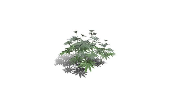 鲁冰花 羽扇豆 薰衣草 香水植物 紫花 野花 药草花 海花草