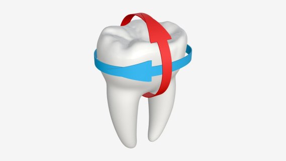 智齿 磨牙 牙齿口腔精品模型 口腔牙齿 人体模型 医用牙齿口腔