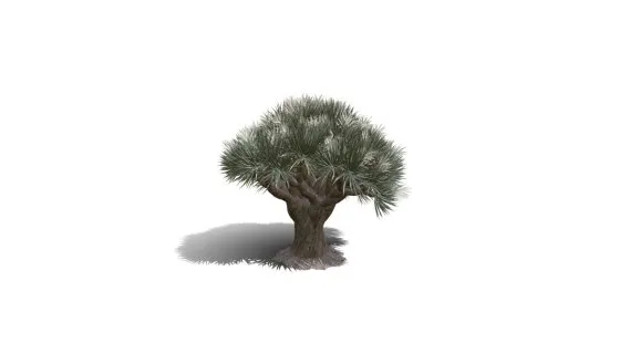 龙树 景观树 观赏树 短叶松树 短叶马尾松树 红皮松树 东北黑松树 乔木植物