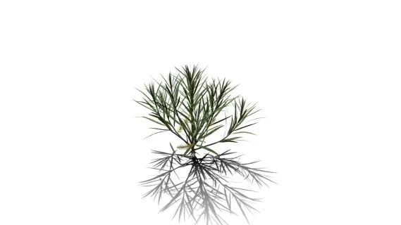 迷迭香树 常绿灌木 绿叶树 天然香料植物 海洋之露 艾菊