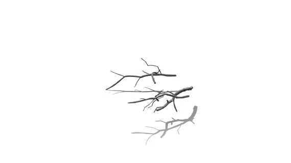 逼真的高清红橡木落叶（33-36）