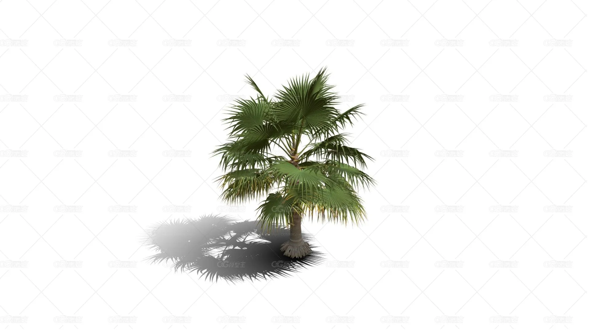 墨西哥扇棕榈树 棕竹 园林植物 扇形棕榈树 棕树 芭蕉树 海岛树 海滩树 热带植物-1