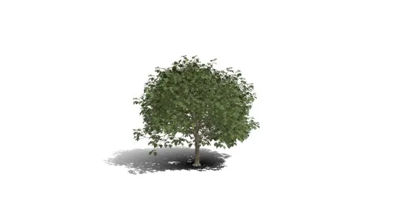 绿叶树 大叶树 植物花草 树木 无花果树苗 场景树木 景观树 