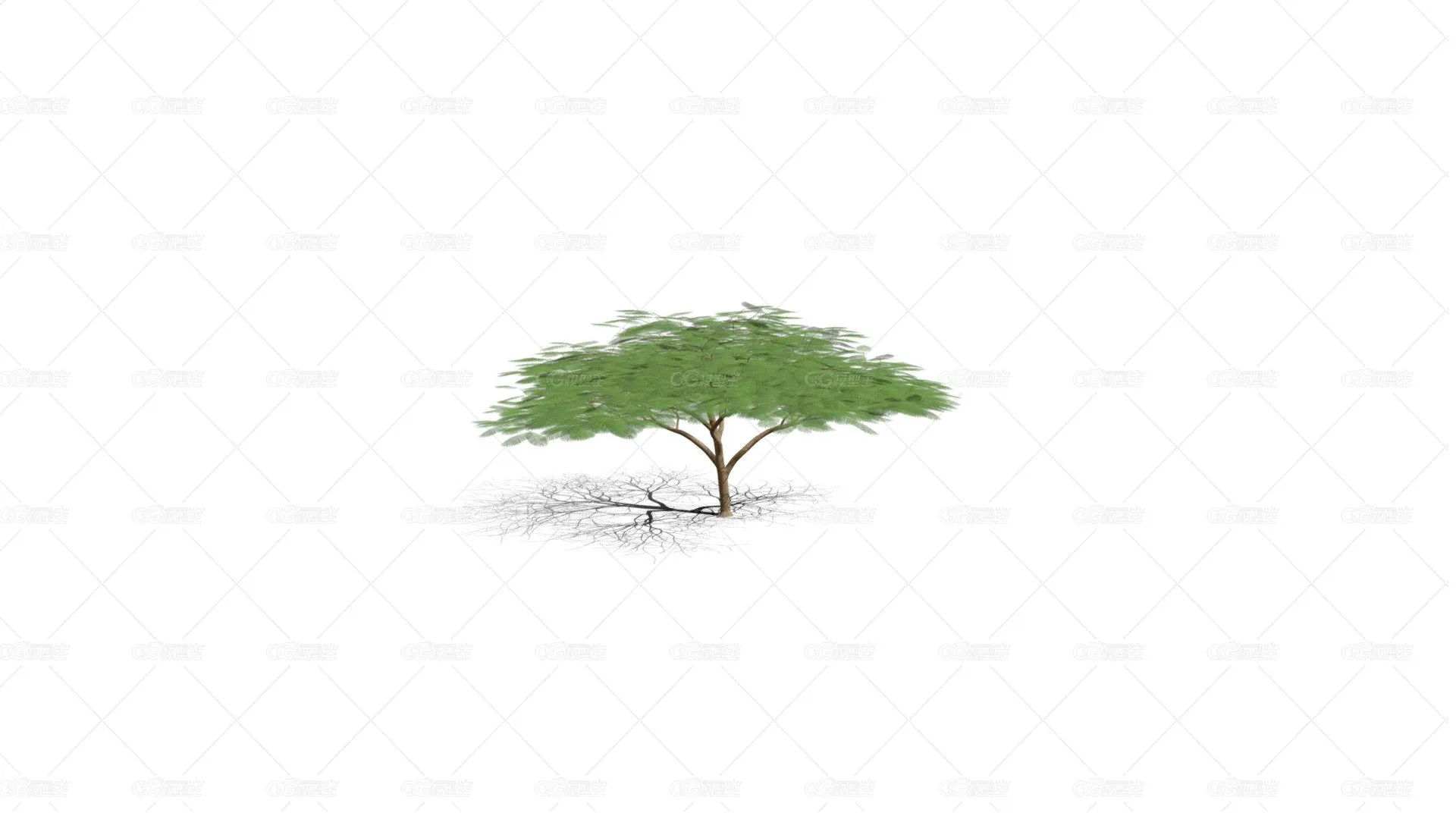 红花楹树 凤凰树 火树 红花楹 影树 金凤树 金凤花 皇家凤凰木 森林之火 景观树-1