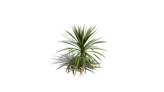 卷心菜树 非洲辣木 白菜树 药树 棕榈 针叶树