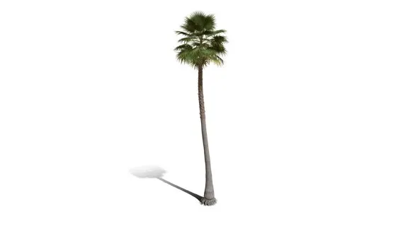墨西哥扇棕榈树 棕竹 园林植物 扇形棕榈树 棕树 芭蕉树 海岛树 海滩树 热带植物