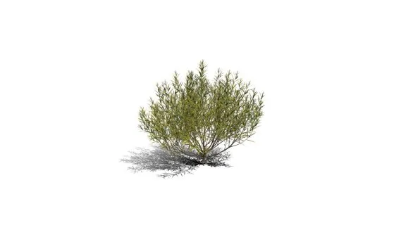 迷迭香树 常绿灌木 绿叶树 天然香料植物 海洋之露 艾菊