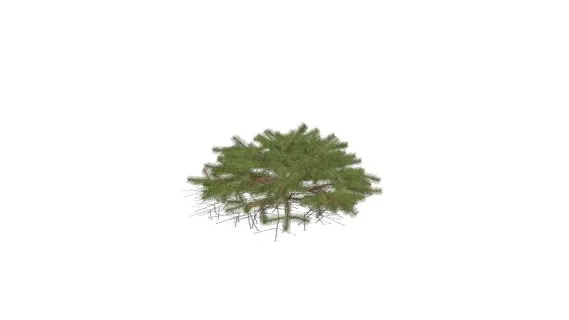 云杉树枝 松树枝 针叶树枝 树干
