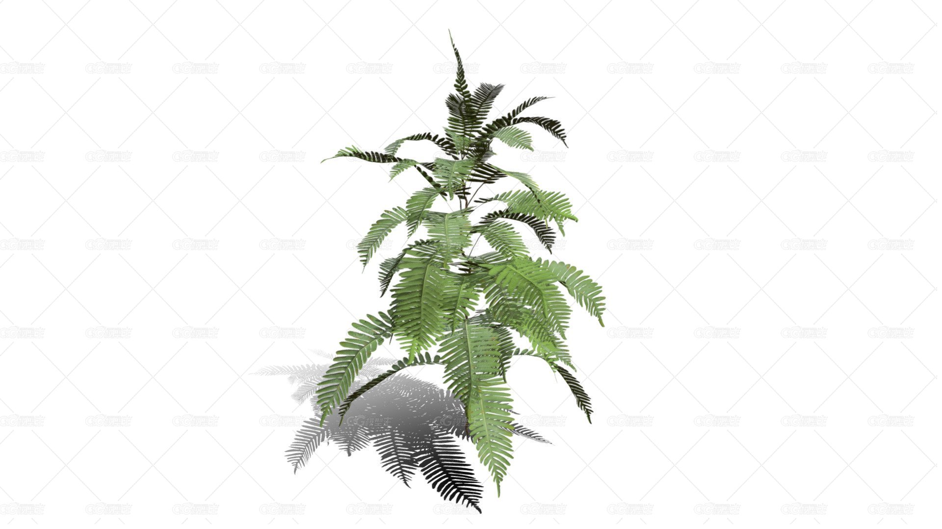 桫椤 蛇木 树蕨 树木 佛蕨 野草 针叶植物 铁树 树蕨植物 热带蕨类植物-1