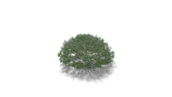 黄色灌木羽扇豆 黄花羽扇豆 野花 药草花 海花草 景观花草植物