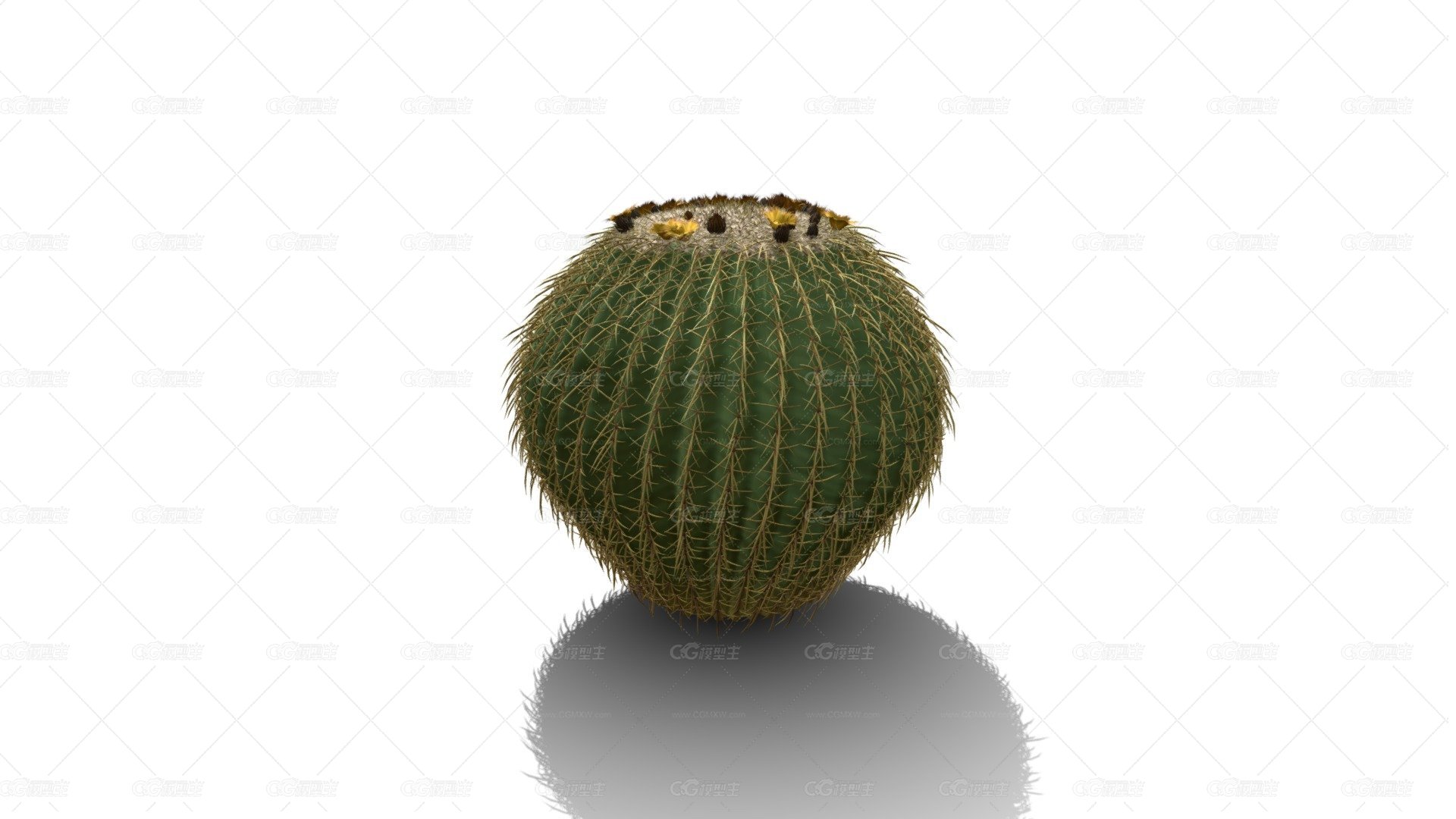 金桶仙人掌 仙人球 多肉植物 沙漠植物 带刺植物 开花的仙人球-1