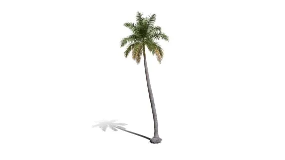 皇家棕榈树 王棕 观赏树 乔木植物 大王椰子树 棕榈树 文笔树 景观树