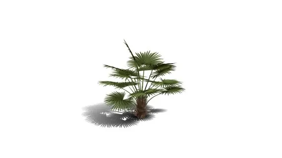 风车棕榈树 热带树 热带植物 热带灌木 花草树木 椰子树 椰树 