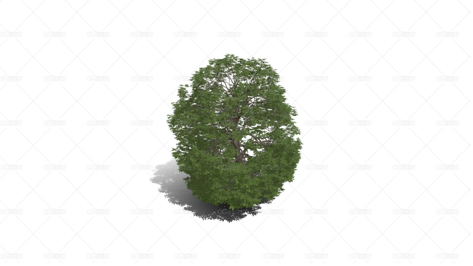红色七叶树子 红花七叶树 落叶乔木 红花景观树 观赏树 绿植 -1