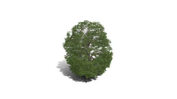 红色七叶树子 红花七叶树 落叶乔木 红花景观树 观赏树 绿植 