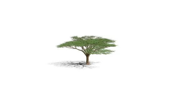 红花楹树 凤凰树 火树 红花楹 影树 金凤树 金凤花 皇家凤凰木 森林之火 景观树