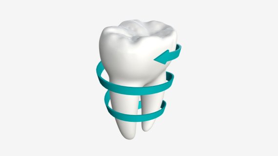 智齿 磨牙 牙齿口腔精品模型 口腔牙齿 人体模型 医用牙齿口腔