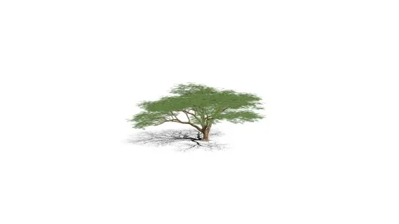 红花楹树 凤凰树 火树 红花楹 影树 金凤树 金凤花 皇家凤凰木 森林之火 景观树