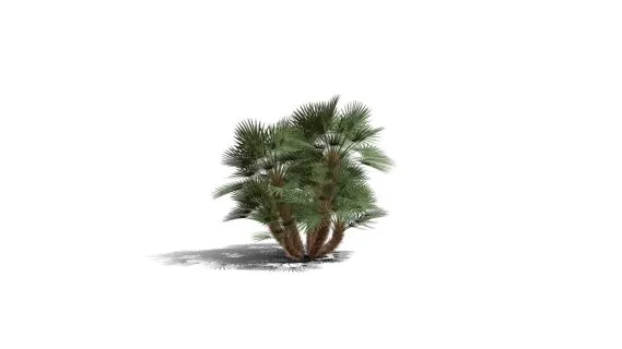 地中海扇棕榈树 棕竹 园林植物 扇形棕榈树 棕树 芭蕉树 海岛树 海滩树 热带植物