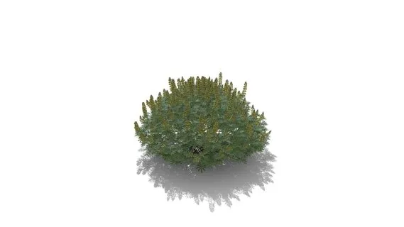黄色灌木羽扇豆 黄花羽扇豆 野花 药草花 海花草 景观花草植物