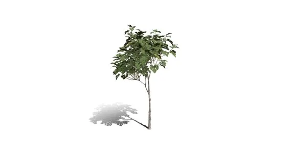 绿叶树 大叶树 植物花草 树木 无花果树苗 场景树木 景观树 