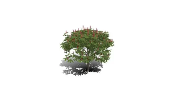 矮子红栗子 红花景观树 观赏树 绿植 