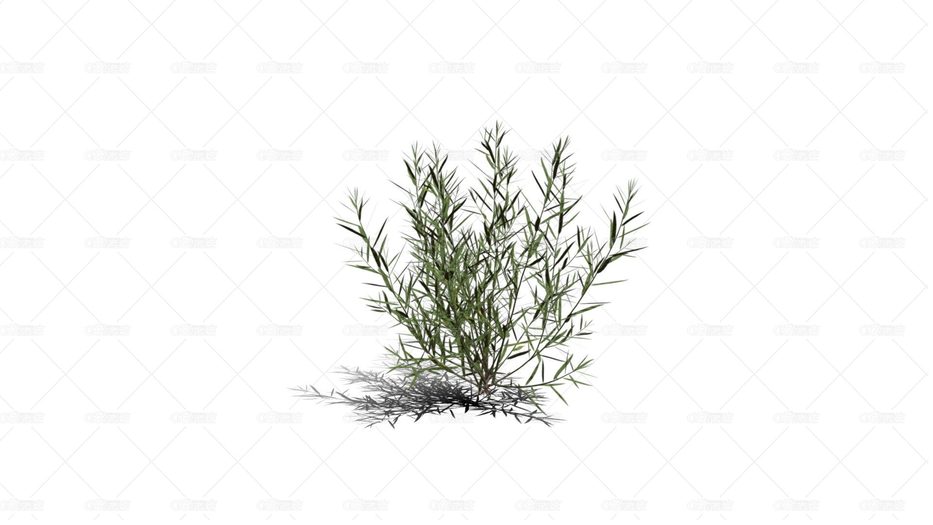 迷迭香树 常绿灌木 绿叶树 天然香料植物 海洋之露 艾菊-1