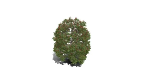 红色七叶树子 红花七叶树 落叶乔木 红花景观树 观赏树 绿植 