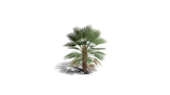 地中海扇棕榈树 棕竹 园林植物 扇形棕榈树 棕树 芭蕉树 海岛树 海滩树 热带植物