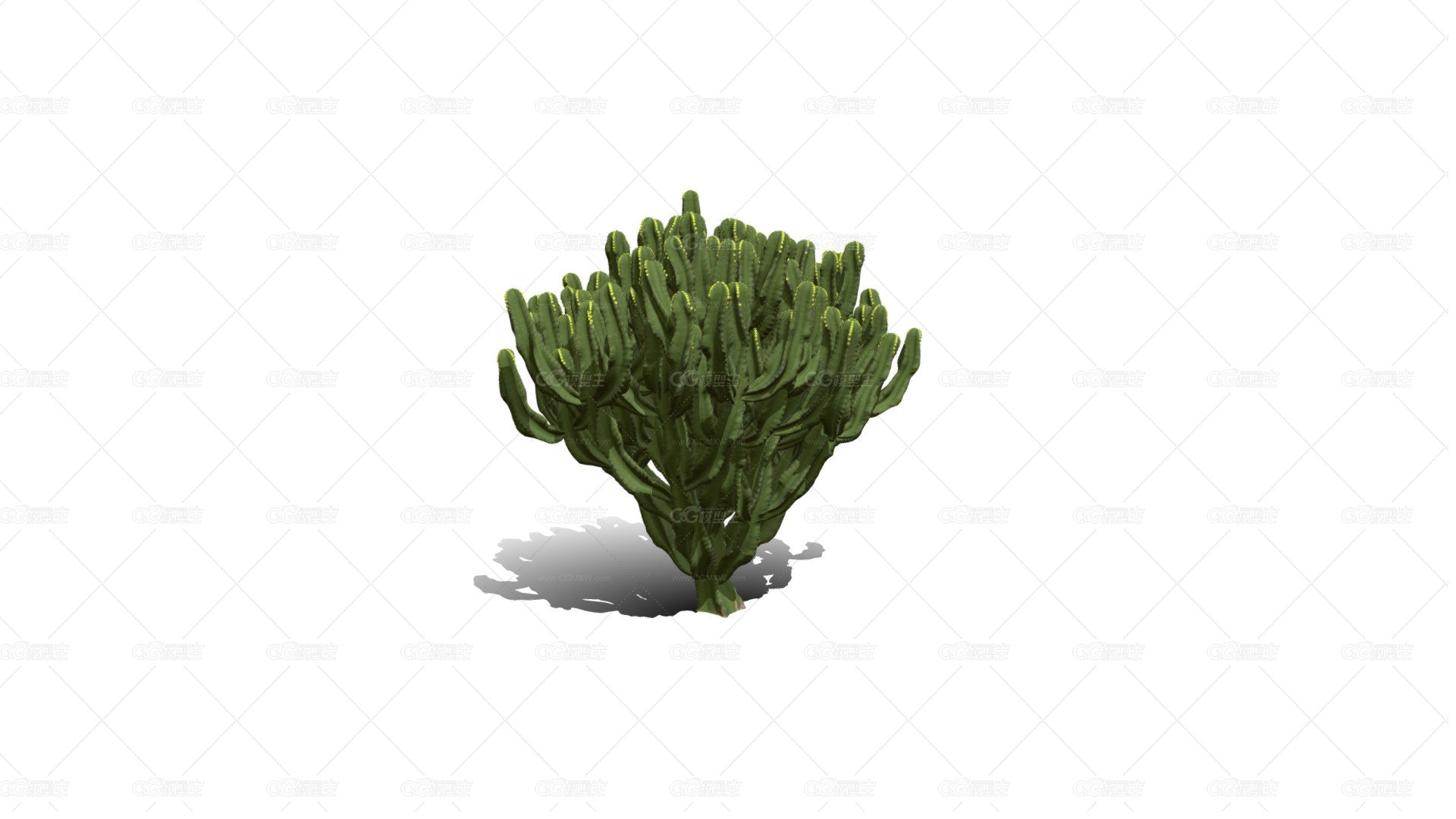 坎德拉布拉树仙人掌 沙漠仙人掌树 多肉植物 热带植物-1