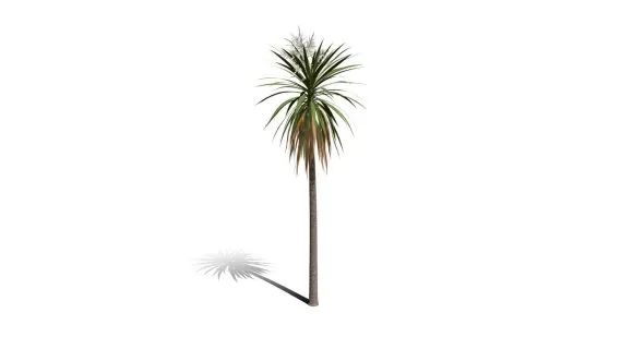 卷心菜树 非洲辣木 白菜树 药树 棕榈 针叶树